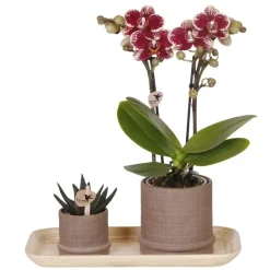 Plant in a Box Cadeauset orchidee 'Cocktail S' - Phalaenopsis - Hoogte 30cm New