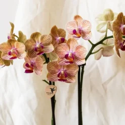 Plant in a Box Cadeauset orchidee 'Cocktail S' - Phalaenopsis - Hoogte 30cm New