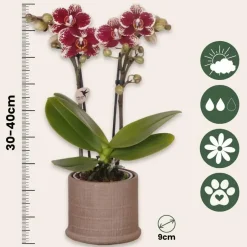 Plant in a Box Cadeauset orchidee 'Cocktail S' - Phalaenopsis - Hoogte 30cm New