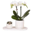 Plant in a Box Cadeauset orchidee 'Marble S' - Phalaenopsis - Hoogte 30cm Clearance