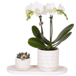 Plant in a Box Cadeauset orchidee 'Marble S' - Phalaenopsis - Hoogte 30cm Clearance