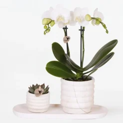 Plant in a Box Cadeauset orchidee 'Marble S' - Phalaenopsis - Hoogte 30cm Clearance