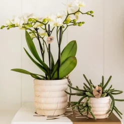 Plant in a Box Cadeauset orchidee 'Marble S' - Phalaenopsis - Hoogte 30cm Clearance