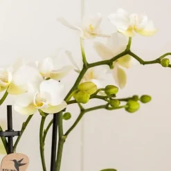 Plant in a Box Cadeauset orchidee 'Marble S' - Phalaenopsis - Hoogte 30cm Clearance