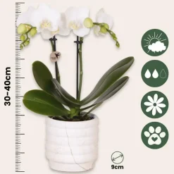 Plant in a Box Cadeauset orchidee 'Marble S' - Phalaenopsis - Hoogte 30cm Clearance