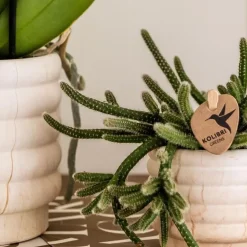 Plant in a Box Cadeauset orchidee 'Marble S' - Phalaenopsis - Hoogte 30cm Clearance