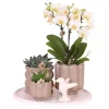 Plant in a Box Cadeauset orchidee 'White Tray XL' - Phalaenopsis - Hoogte 35cm Best