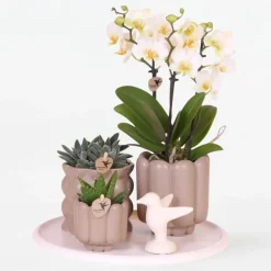 Plant in a Box Cadeauset orchidee 'White Tray XL' - Phalaenopsis - Hoogte 35cm Best
