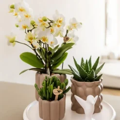 Plant in a Box Cadeauset orchidee 'White Tray XL' - Phalaenopsis - Hoogte 35cm Best