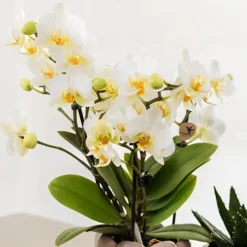 Plant in a Box Cadeauset orchidee 'White Tray XL' - Phalaenopsis - Hoogte 35cm Best