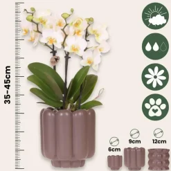 Plant in a Box Cadeauset orchidee 'White Tray XL' - Phalaenopsis - Hoogte 35cm Best