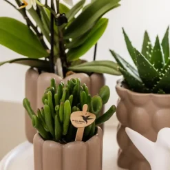 Plant in a Box Cadeauset orchidee 'White Tray XL' - Phalaenopsis - Hoogte 35cm Best