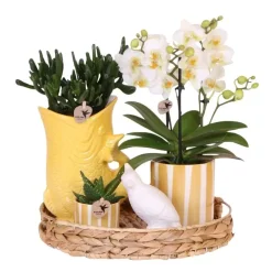 Plant in a Box Cadeauset orchidee 'Yellow XL' - Phalaenopsis - Hoogte 35cm Discount