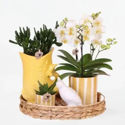 Plant in a Box Cadeauset orchidee 'Yellow XL' - Phalaenopsis - Hoogte 35cm Discount