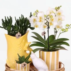 Plant in a Box Cadeauset orchidee 'Yellow XL' - Phalaenopsis - Hoogte 35cm Discount