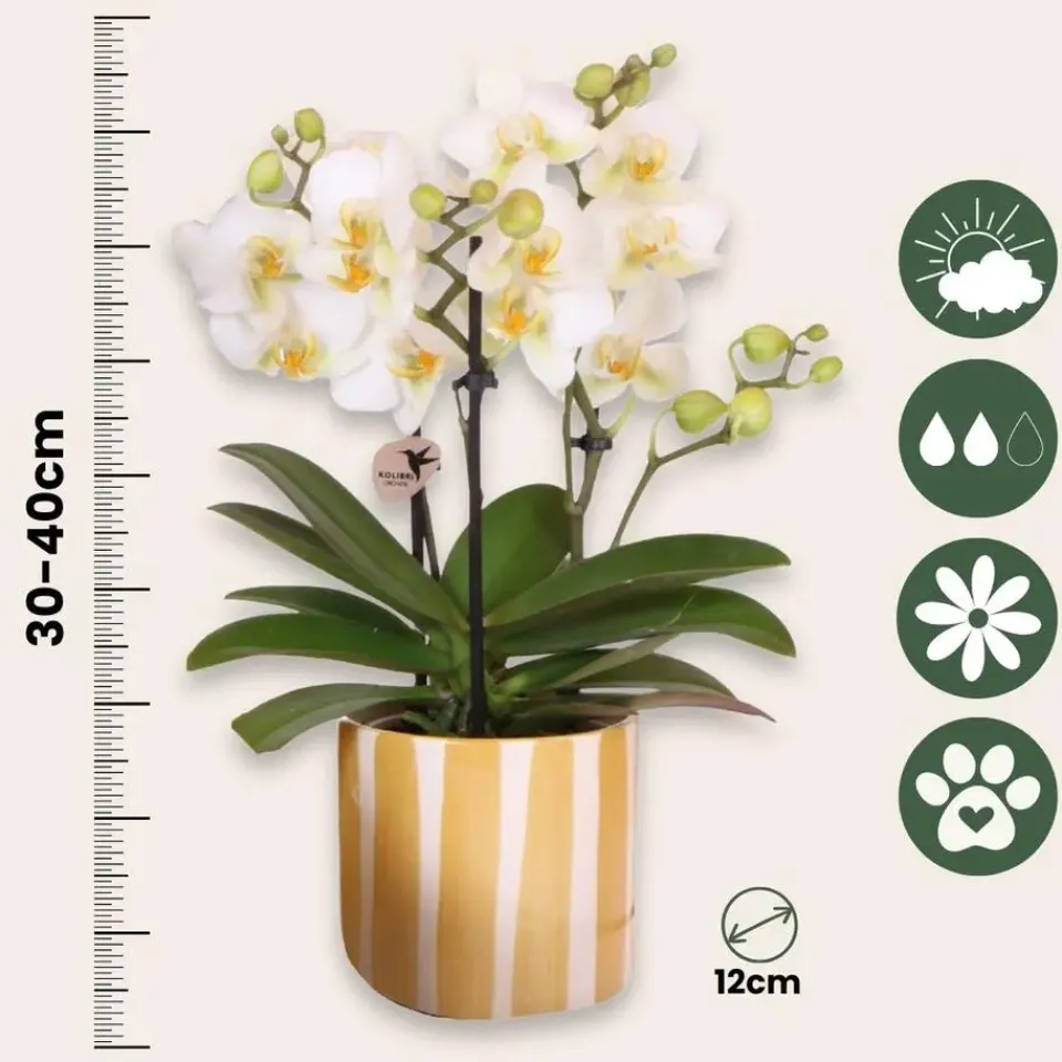 Plant in a Box Cadeauset orchidee 'Yellow XL' - Phalaenopsis - Hoogte 35cm Discount
