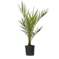 Plant in a Box Canarische Dadelpalm - Phoenix canariensis - Hoogte 50-60cm - ⌀15cm New