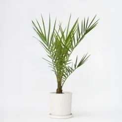 Plant in a Box Canarische Dadelpalm - Phoenix canariensis - Hoogte 50-60cm - ⌀15cm New