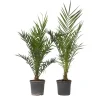 Plant in a Box Canarische Dadelpalm - Set van 2 - Phoenix canariensis - Hoogte 80-100cm - ⌀19cm