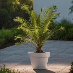 Plant in a Box Canarische Dadelpalm - Set van 2 - Phoenix canariensis - Hoogte 80-100cm - ⌀19cm