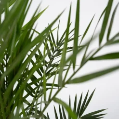 Plant in a Box Canarische Dadelpalm - Set van 2 - Phoenix canariensis - Hoogte 80-100cm - ⌀19cm