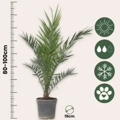 Plant in a Box Canarische Dadelpalm - Set van 2 - Phoenix canariensis - Hoogte 80-100cm - ⌀19cm