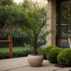 Plant in a Box Canarische Dadelpalm - Set van 2 - Phoenix canariensis - Hoogte 80-100cm - ⌀19cm