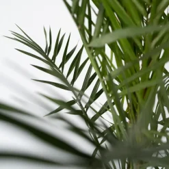 Plant in a Box Canarische Dadelpalm - Set van 2 - Phoenix canariensis - Hoogte 80-100cm - ⌀19cm