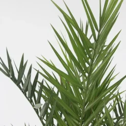 Plant in a Box Canarische Dadelpalm - Set van 2 - Phoenix canariensis - Hoogte 80-100cm - ⌀19cm