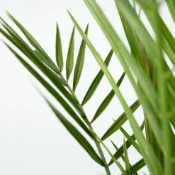 Plant in a Box Canarische Dadelpalm - Set van 2 - Phoenix canariensis - Hoogte 80-100cm - ⌀19cm