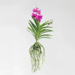 Plant in a Box Cerice Orchidee - Vanda 'Tayanee Cerise' - Hoogte 55-65cm Discount