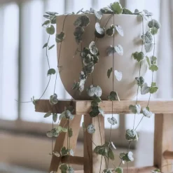 Plant in a Box Chinees lantaarnplantje - Ceropegia linearis Woodii - Hoogte 20-30cm - ⌀14cm Clearance