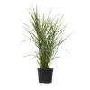 Plant in a Box Chinees prachtriet - Miscanthus sinensis 'Zebrinus' - Hoogte 20-30cm - ⌀23cm Best
