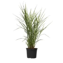 Plant in a Box Chinees prachtriet - Miscanthus sinensis 'Zebrinus' - Hoogte 20-30cm - ⌀23cm Best