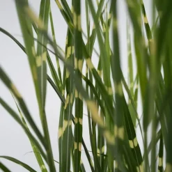 Plant in a Box Chinees prachtriet - Miscanthus sinensis 'Zebrinus' - Hoogte 20-30cm - ⌀23cm Best