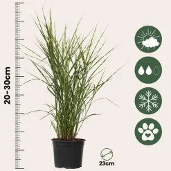Plant in a Box Chinees prachtriet - Miscanthus sinensis 'Zebrinus' - Hoogte 20-30cm - ⌀23cm Best