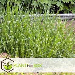 Plant in a Box Chinees prachtriet - Miscanthus sinensis 'Zebrinus' - Hoogte 20-30cm - ⌀23cm Best