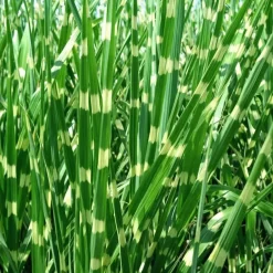 Plant in a Box Chinees prachtriet - Set van 2 - Miscanthus 'Zebrinus' - Hoogte 20-30cm - ⌀23cm Outlet