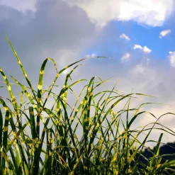 Plant in a Box Chinees prachtriet - Set van 2 - Miscanthus 'Zebrinus' - Hoogte 20-30cm - ⌀23cm Outlet