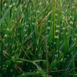 Plant in a Box Chinees prachtriet - Set van 2 - Miscanthus 'Zebrinus' - Hoogte 20-30cm - ⌀23cm Outlet