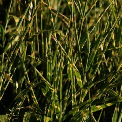 Plant in a Box Chinees prachtriet - Set van 2 - Miscanthus 'Zebrinus' - Hoogte 20-30cm - ⌀23cm Outlet