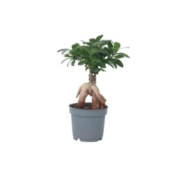 Plant in a Box Chinese vijg - Ficus microcarpa - Hoogte 30-40cm - ⌀12cm New
