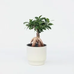 Plant in a Box Chinese vijg - Ficus microcarpa - Hoogte 30-40cm - ⌀12cm New