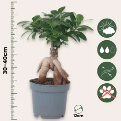 Plant in a Box Chinese vijg - Ficus microcarpa - Hoogte 30-40cm - ⌀12cm New