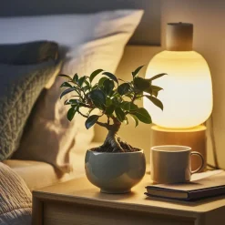 Plant in a Box Chinese vijg - Ficus microcarpa - Hoogte 30-40cm - ⌀12cm New