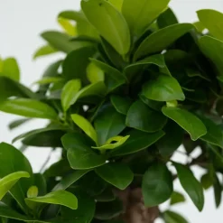 Plant in a Box Chinese vijg - Ficus microcarpa - Hoogte 30-40cm - ⌀12cm New