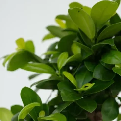 Plant in a Box Chinese vijg - Set van 4 - Ficus microcarpa - Hoogte 30-40cm - ⌀12cm Discount