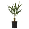 Plant in a Box Chinese Waaierpalm - Set van 4 - Trachycarpus Fortunei - Hoogte 35-45cm - ⌀15cm Outlet