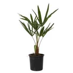 Plant in a Box Chinese Waaierpalm - Set van 4 - Trachycarpus Fortunei - Hoogte 35-45cm - ⌀15cm Outlet