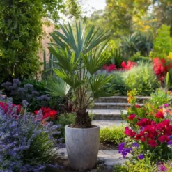 Plant in a Box Chinese Waaierpalm - Set van 4 - Trachycarpus Fortunei - Hoogte 35-45cm - ⌀15cm Outlet